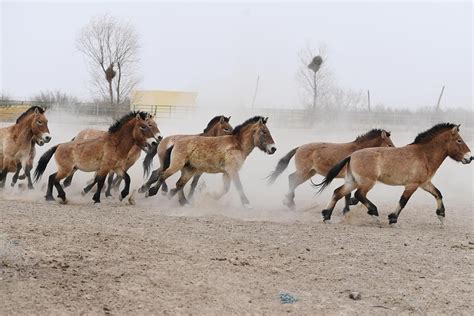 are there wild horses in china